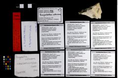 Foto (Objekt + Etikett) von Abyssophthalmus schultzi  (NHMW-GEO-1990-0041-3302b)